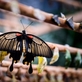 Papilonia – unikátní motýlí dům v Praze 